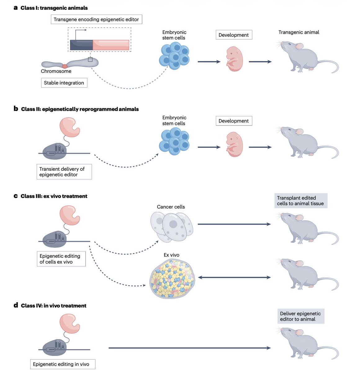 diegoadiazg's tweet photo. 🧬 Epigenetic editing: from concept to clinic.

Epigenetic editing enables durable gene expression reprogramming without altering DNA sequence. 
Early concerns on efficacy and specificity are being addressed through improved understanding of epigenetic maintenance, targeting precision, and delivery systems. First clinical trials are now underway.

📖 @NatRevDrugDisc
DOI 👉🏻 10.1038/s41573-025-01323-0

#CánCare #oncology #cancer #epigenetics #precisiononcology