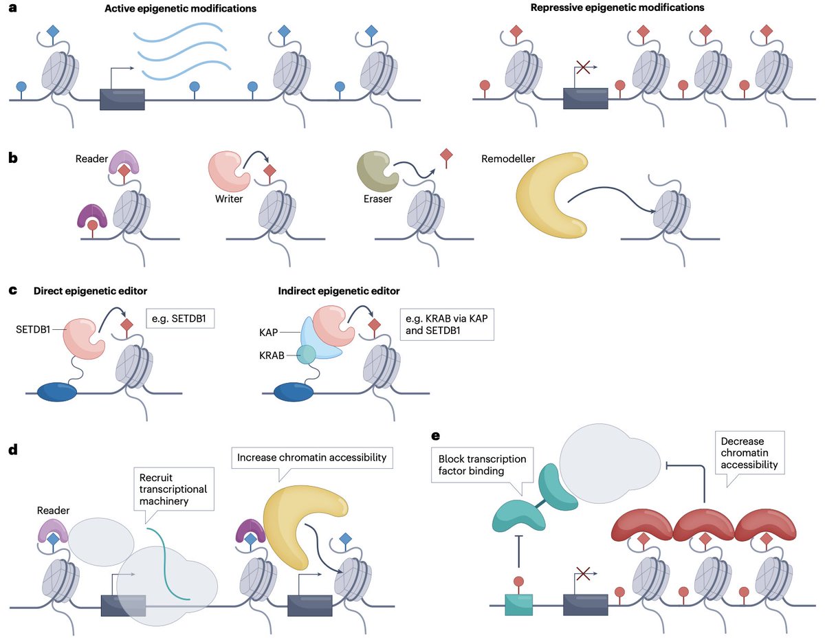 diegoadiazg's tweet photo. 🧬 Epigenetic editing: from concept to clinic.

Epigenetic editing enables durable gene expression reprogramming without altering DNA sequence. 
Early concerns on efficacy and specificity are being addressed through improved understanding of epigenetic maintenance, targeting precision, and delivery systems. First clinical trials are now underway.

📖 @NatRevDrugDisc
DOI 👉🏻 10.1038/s41573-025-01323-0

#CánCare #oncology #cancer #epigenetics #precisiononcology
