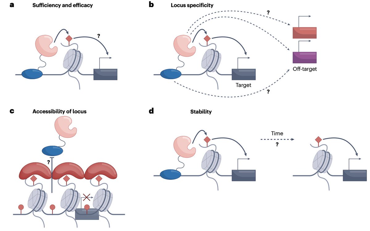 diegoadiazg's tweet photo. 🧬 Epigenetic editing: from concept to clinic.

Epigenetic editing enables durable gene expression reprogramming without altering DNA sequence. 
Early concerns on efficacy and specificity are being addressed through improved understanding of epigenetic maintenance, targeting precision, and delivery systems. First clinical trials are now underway.

📖 @NatRevDrugDisc
DOI 👉🏻 10.1038/s41573-025-01323-0

#CánCare #oncology #cancer #epigenetics #precisiononcology