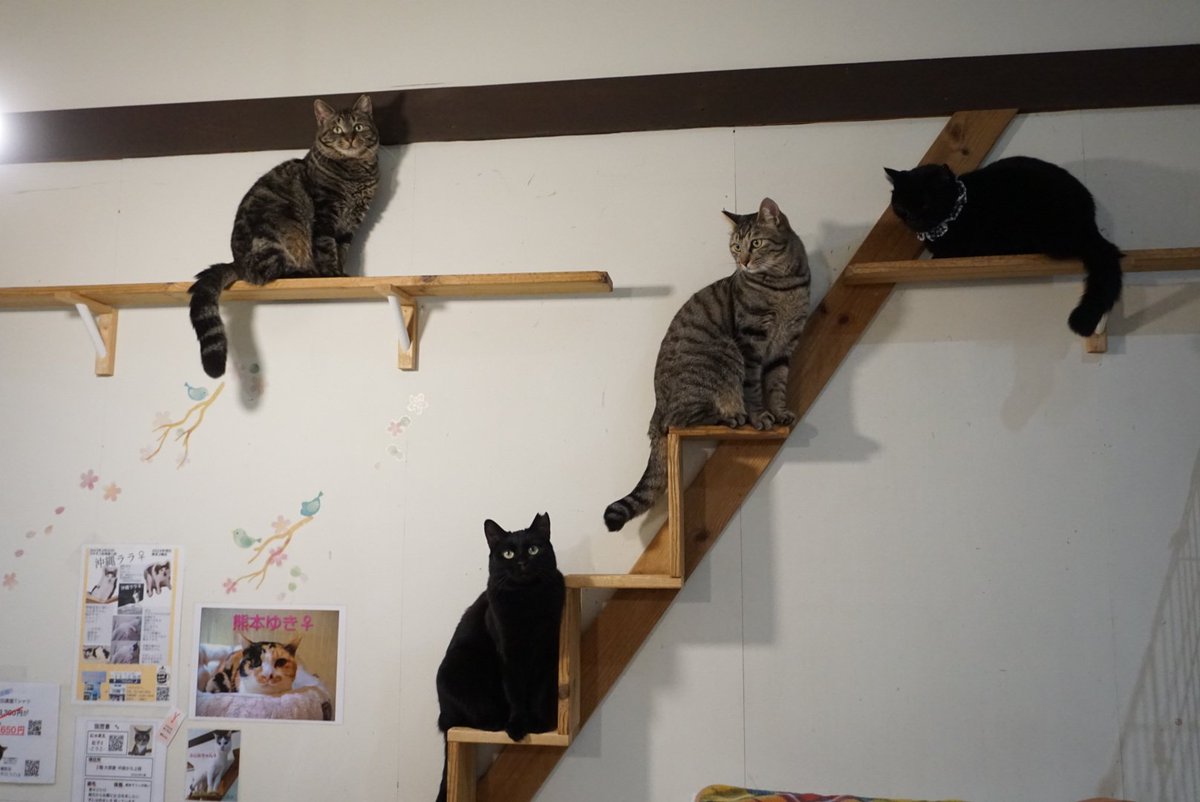 ツキネコカフェ (@tsukinekocafe) / Posts / X