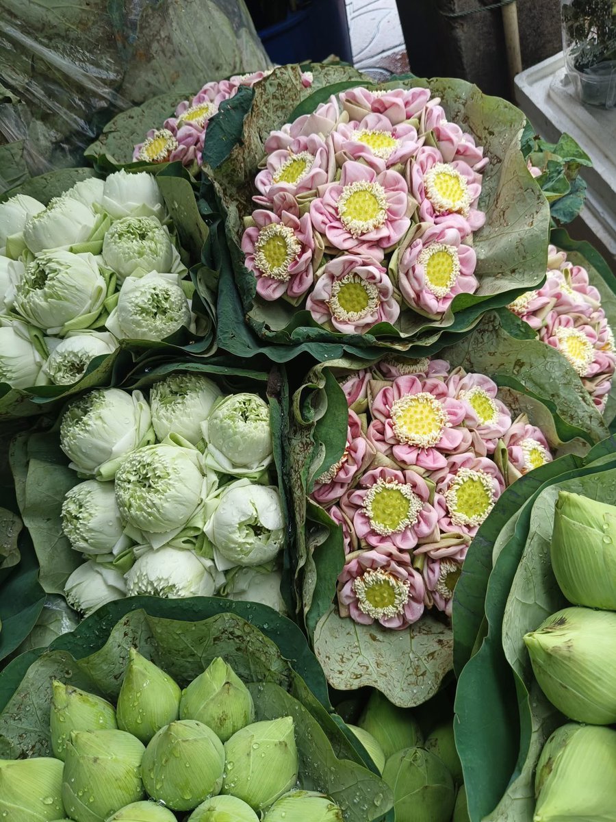 mmaiil_'s tweet image. เดินแถวบ้านเห็นดอกบัวแล้วคิดว่าวาเลนไทน์ปีนี้ช่อดอกบัวก็เป็นอีก1ดอกที่สวยถ้าเอาไปจัดช่อฉันเชฟไว้ในใจแล้วหนึ่งอีกอันนึงเป็นช่อผักแค่คิดก็เขิน 🪷⭐️🥦