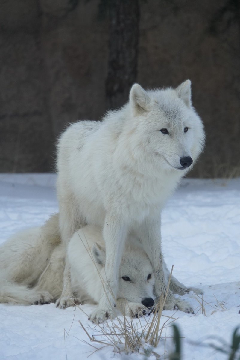 a__020710's tweet image. シンラ、真白ありがとう☺️
この跨ぐ行動は…まだ続いているのね🤣
#那須どうぶつ王国
#ホッキョクオオカミ