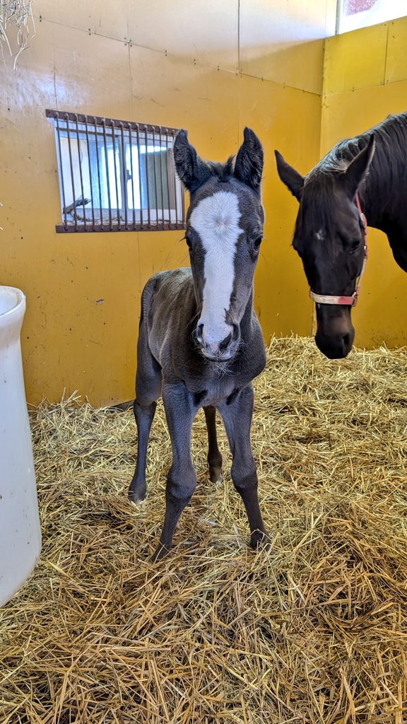 Koushou_F's tweet image. けっかはっぴょ〜！！
この子は…

【牝馬（女の子）】

でした！！
まじでちょーかわいい！！

キタサンブラックのミスニューヨークなので…
「キラ美」ちゃん！！

エクレアクリームの中、ツムジでニコちゃんマークができてる笑
端正で賢そうな顔！かわいい！！