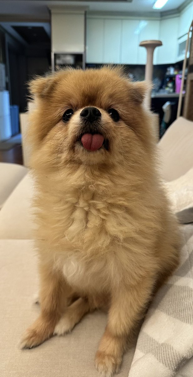 이모의 시시한 마술(장난감 흔들다가 후드티 캥거루 주머니에 쏙 넣고 ‘없다!‘ 하면서 빈 손바닥 보여주는 거)을 볼 때마다 매번 이런 표정 지으면서 놀라는 팡구. 주머니에서 장난감 꺼내면서 ’뿅!’하면 또 놀람 ㅋㅋㅋㅋ