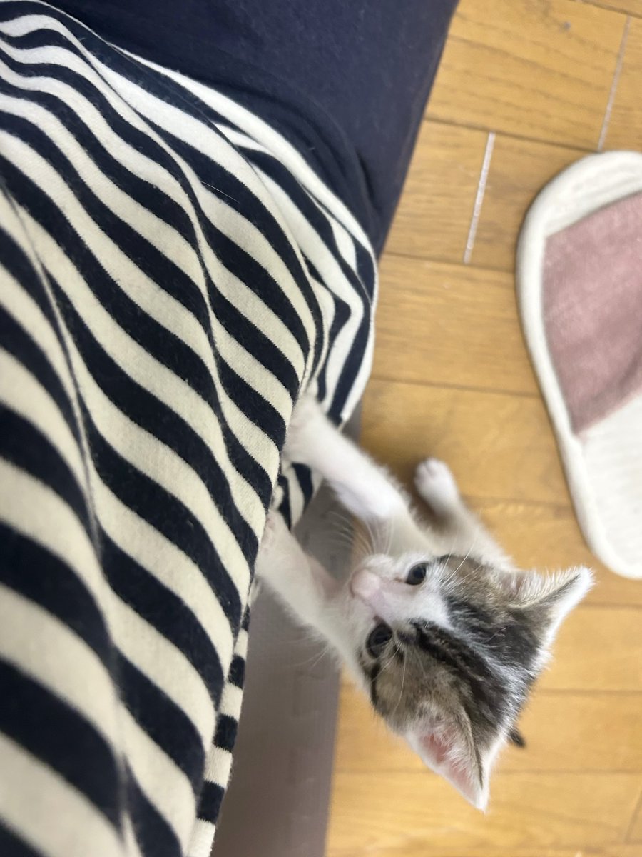 ふくンツ tweet media