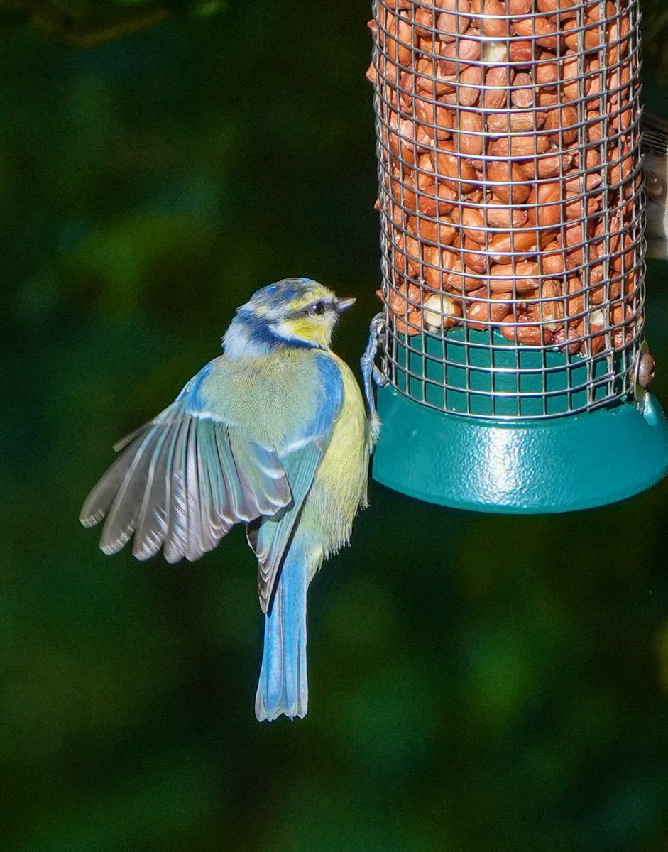 Jocaccia tweet media