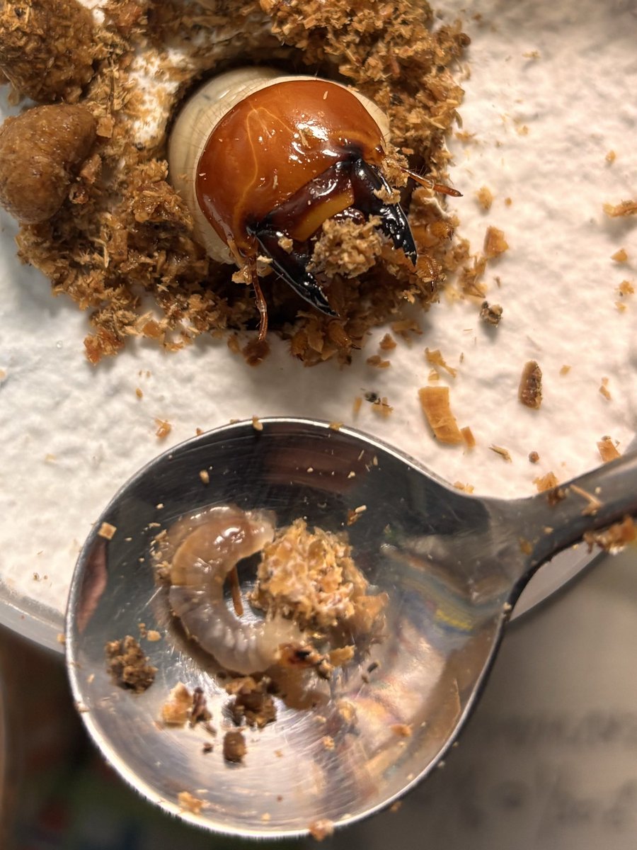 スマトラオオヒラタ ベンクールcbf2
菌糸瓶交換したら初令が出てきました。
初令で投入して約3ヶ月経過してます…
どういうことなん… 