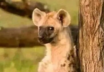 Bwana Degree holder,you cant use Am without starting with I. "Am"is not a stand alone verb.
We say I'm. 

Ulisomea grammar wapi banaa??