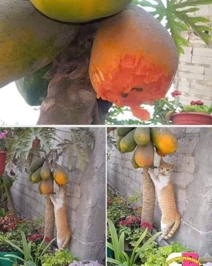 Punch Cat (@punchingcat) on Twitter photo 