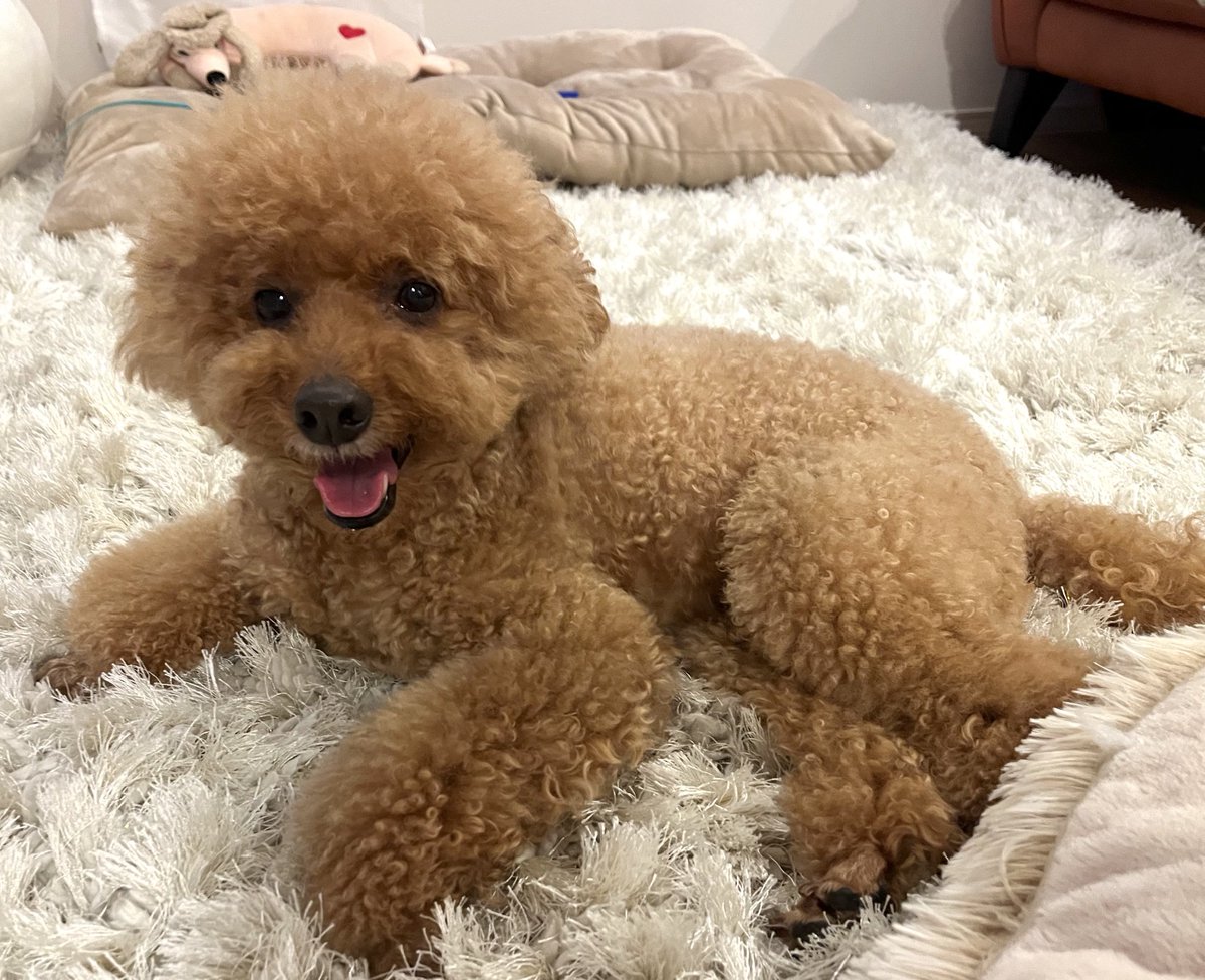 トイプードルPoochin🌱とミヌエットKiki (@IW29WOXYx9SJanR) / Posts / X