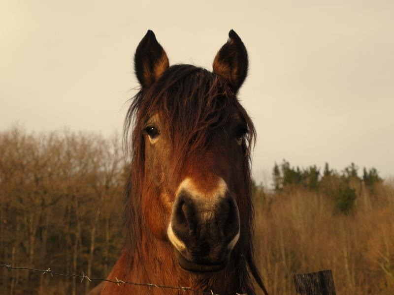 NavarraalNatura's tweet image. Bajo el cielo violeta de invierno, aquel #caballo de mirada noble me miró dentro. Creo que nos reconocimos como hijos de la misma Madre, hermanos en esta hermosa Tierra.

Su pose orgullosa fue su forma de despedirse de mí: el adiós de un ser íntegro en un mundo cruel y herido.