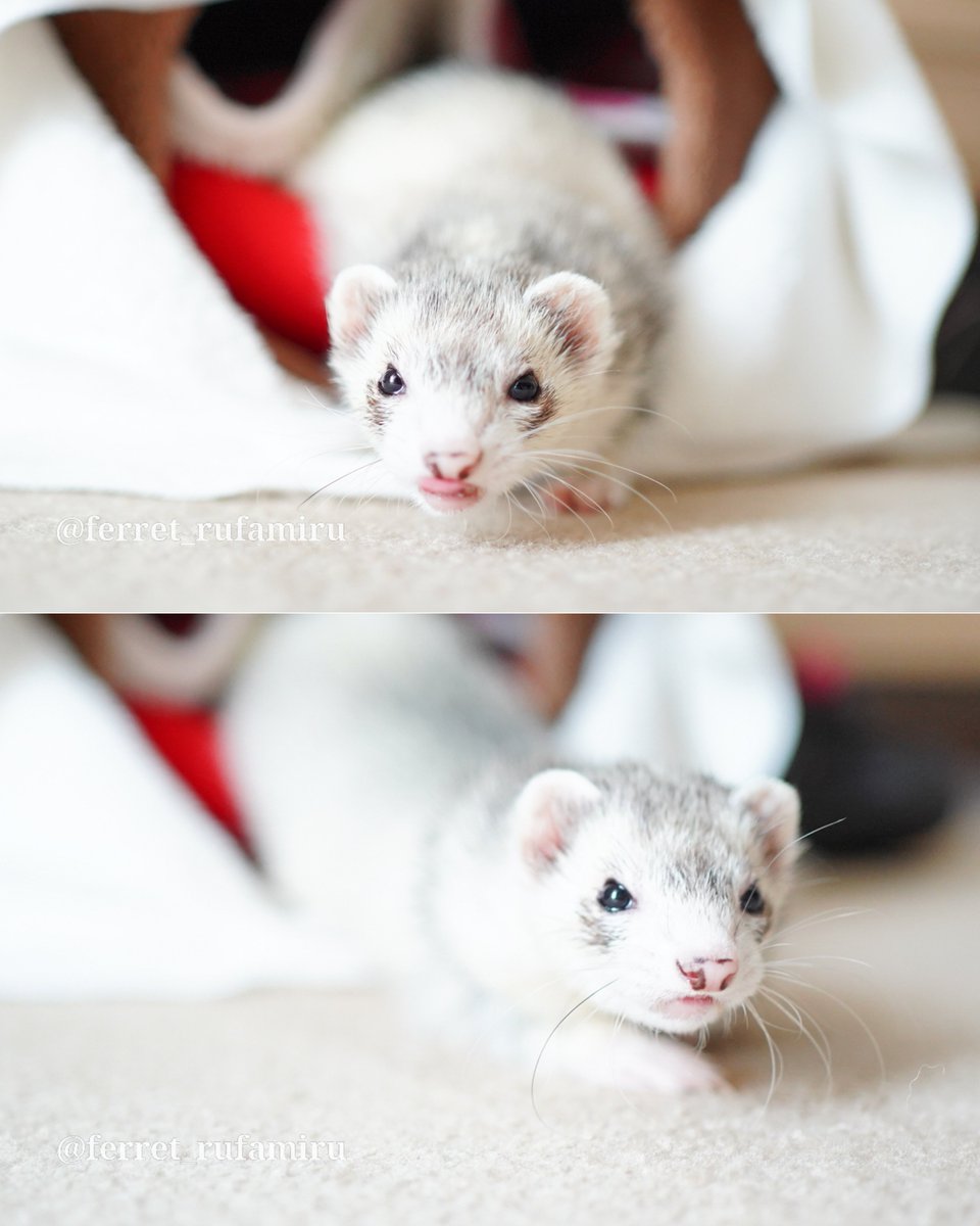 みず@フェレット (@ferret_rufamiru) / Posts / X