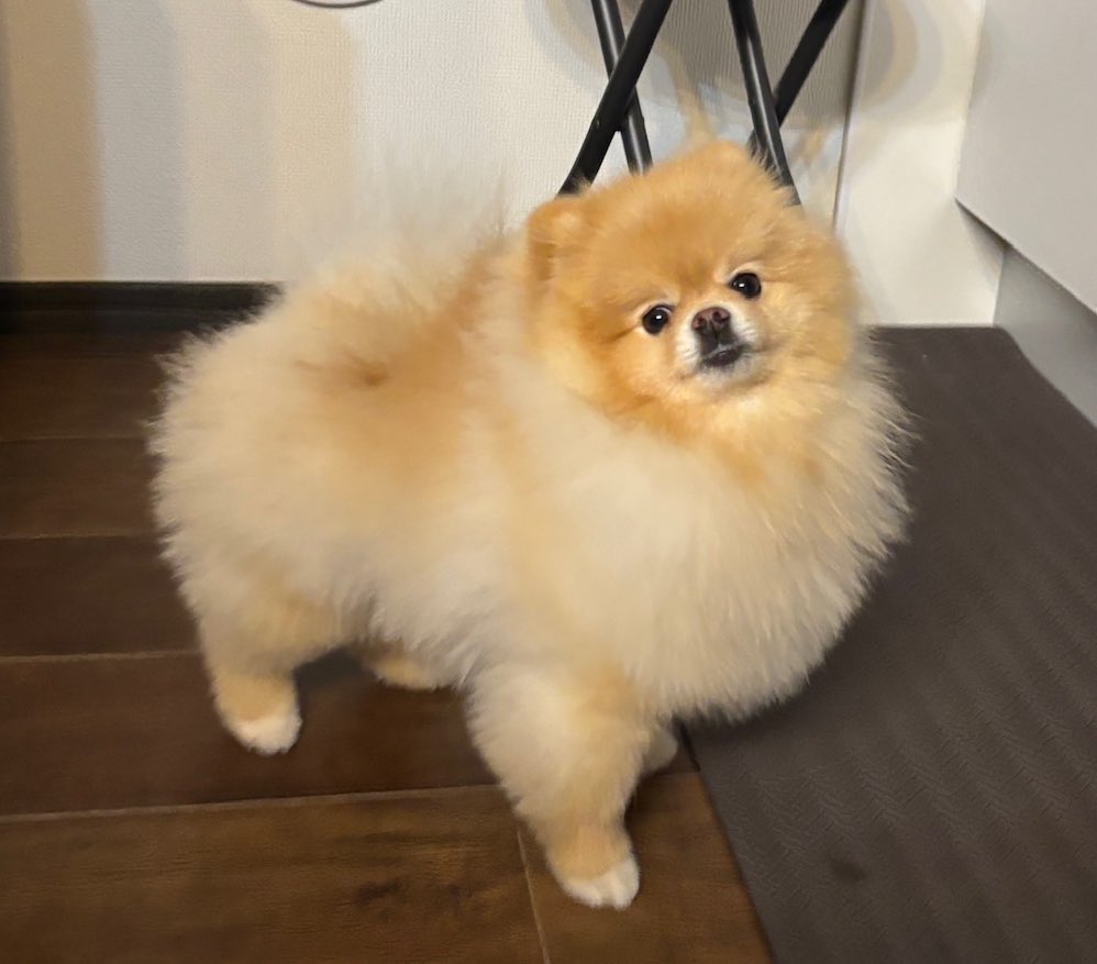 爆毛ランラン (@ranran20221208) / Posts / X