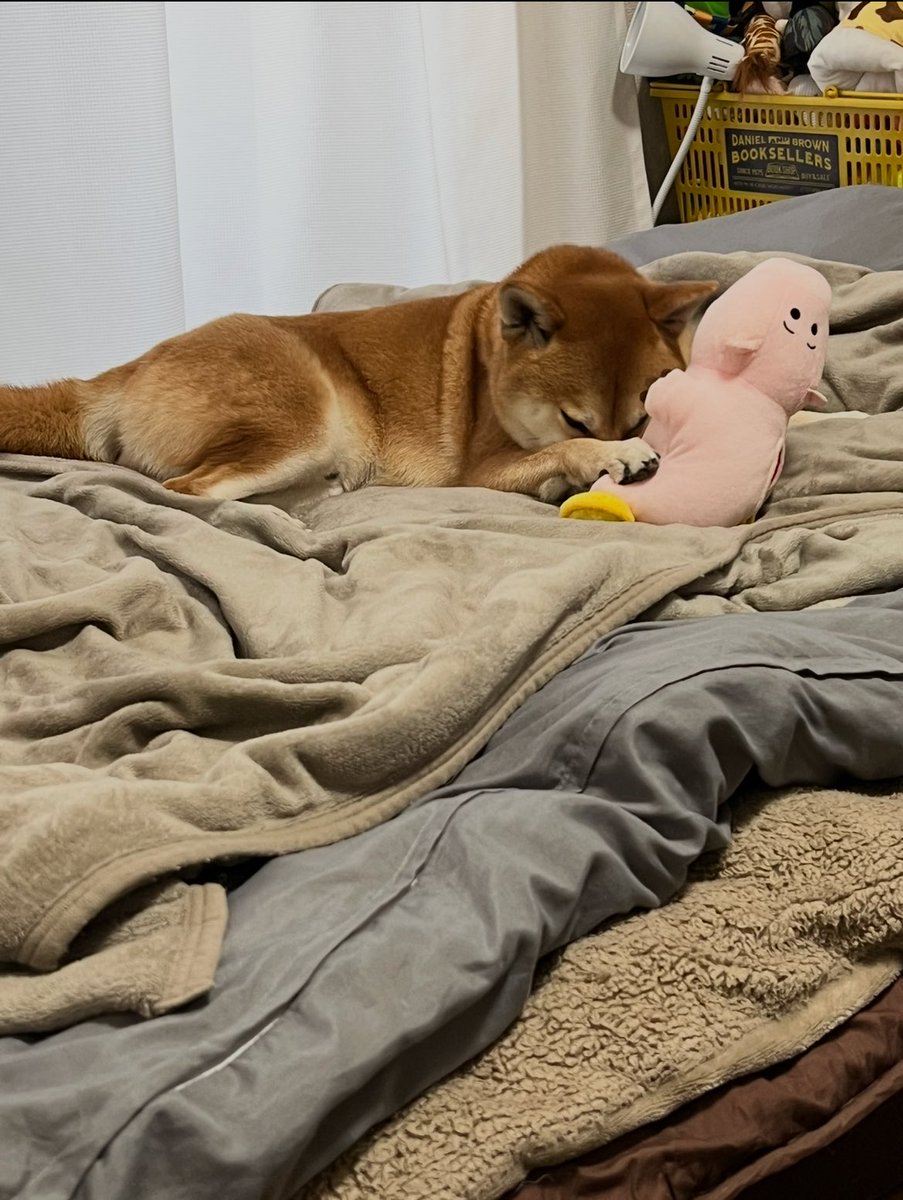 お気に入りのハム抱えてる