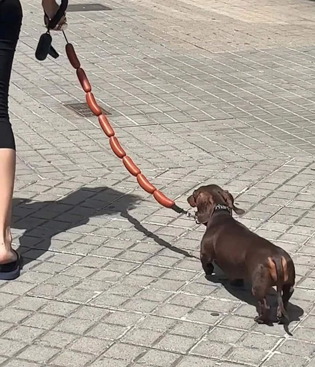 Salsichinha na coleira de salsichinhas