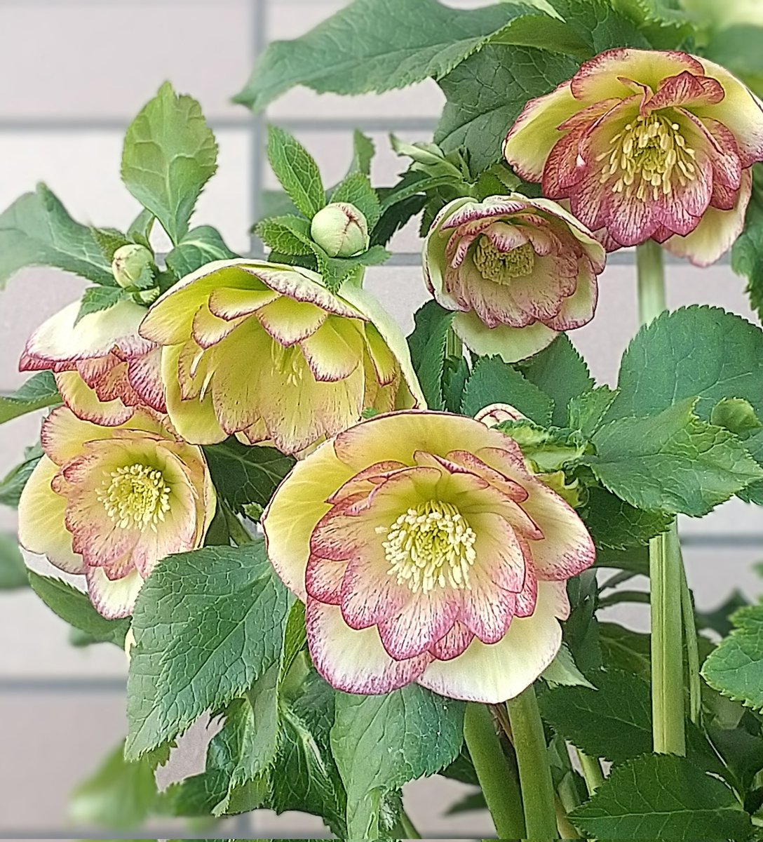 ベランダのバラ (@wFPUIDPcFsETHlv) / Posts / X