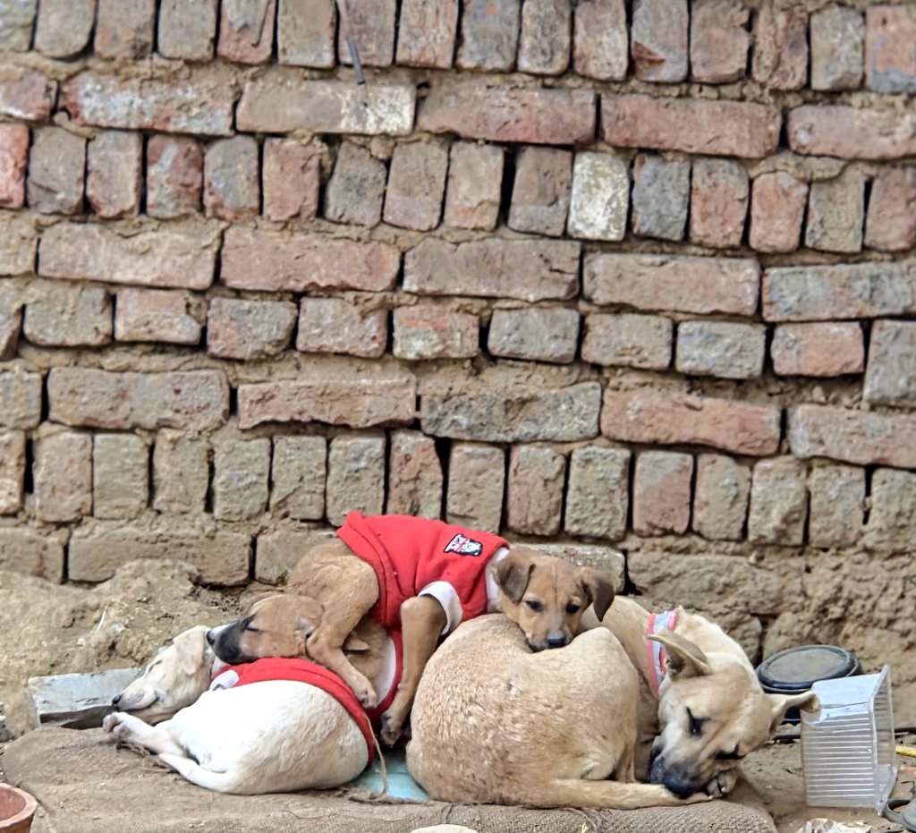 #ImNotGoodAtDrawingBut I notice moments like this...

#dogs