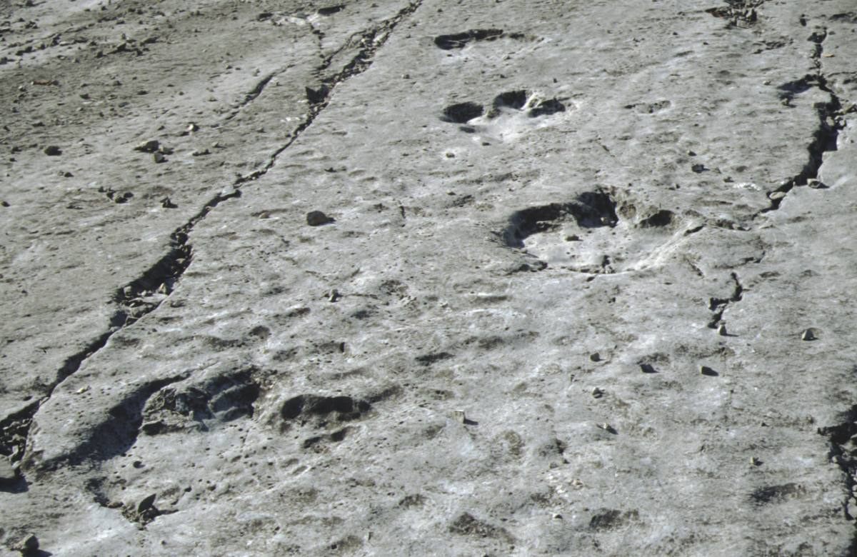 MeridianTourDMC's tweet photo. 🦖 Ancient dinosaur footprints in the Koytendag Mountains.
150+ million years old.
Almost unknown to the world.
Hidden in Turkmenistan’s remote Koytendag region, these prehistoric traces are among Central Asia’s most undiscovered wonders — no crowds, no mass tourism, just raw history.
Explore beyond the map with Meridian Tourism DMC 🌍
#Koytendag #Turkmenistan #CentralAsia #HiddenGems
#DinosaurTracks #AdventureTravel #ExploreMore