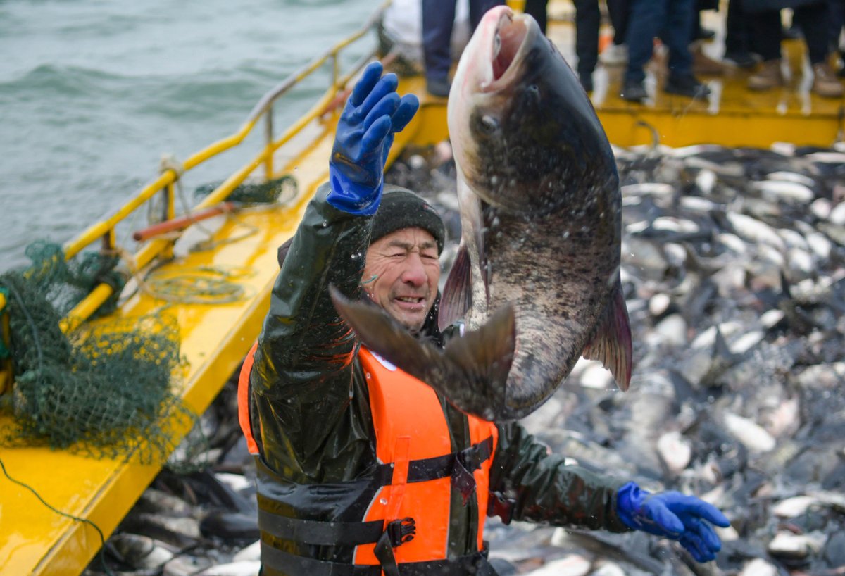 ChinaDaily's tweet image. Fishermen pulled in heavy nets teeming with life on Luhun Lake in Luoyang city, #Henan province, on Thursday, marking the start of the annual #winter fishing season. The first catch of the new year brought in more than 5,000 kilograms of fresh #fish, filling the lakeshore with