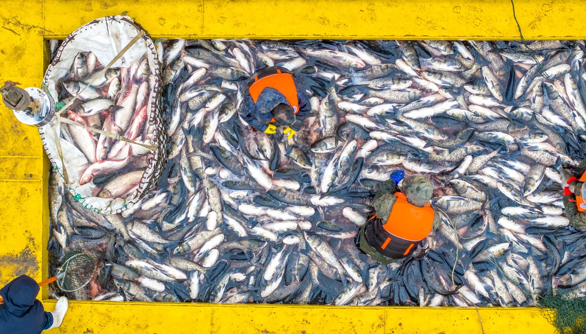 ChinaDaily's tweet image. Fishermen pulled in heavy nets teeming with life on Luhun Lake in Luoyang city, #Henan province, on Thursday, marking the start of the annual #winter fishing season. The first catch of the new year brought in more than 5,000 kilograms of fresh #fish, filling the lakeshore with