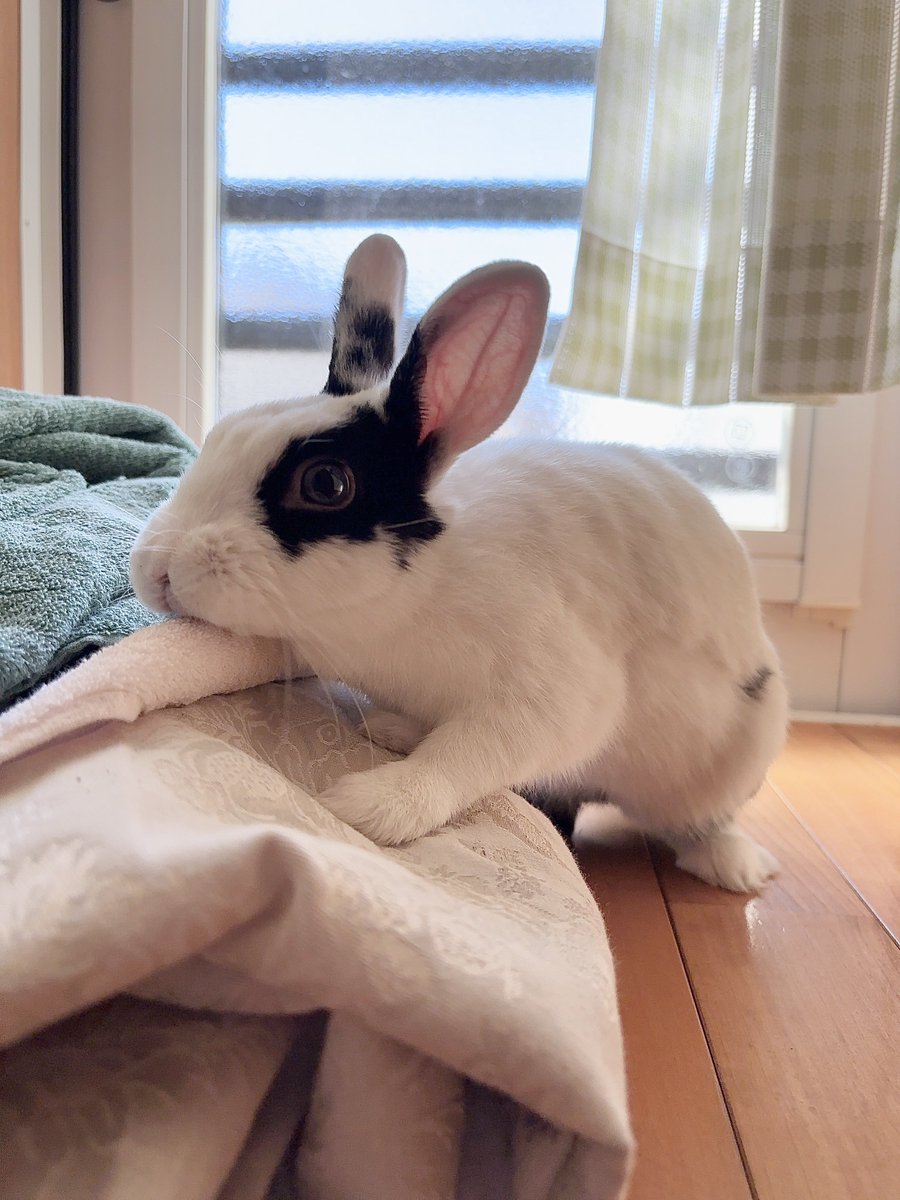 RT @harukun425: 🐰ぼくのニオイがする！！ キミたちね洗濯物だから