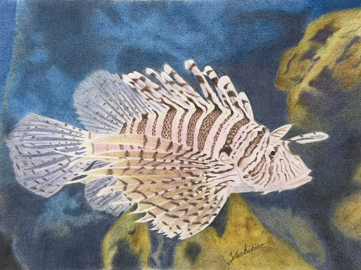 唯一無二のハナミノカサゴ｜額縁付き 絵画 原画 魚の絵 イラスト ドローイング 新作『美しい魚には毒がある』（A5 KMKケント紙 ファーバーカステル