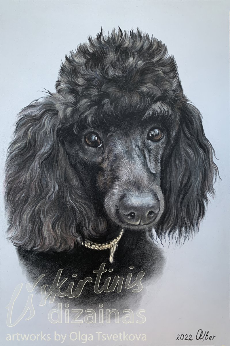 Olga54766484's tweet image. #dog #poodle