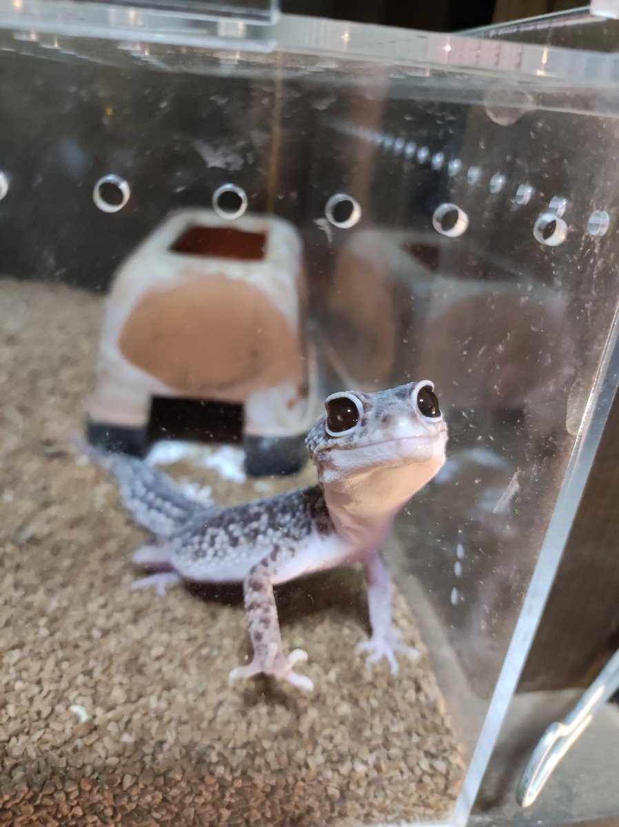 Next_gamer's tweet photo. @tanagi_boboboei ヒガシヘルマンリクガメ、ヒョウモントカゲモドキ、クランウェルツノガエルです。 https://t.co/SYIimncAe7