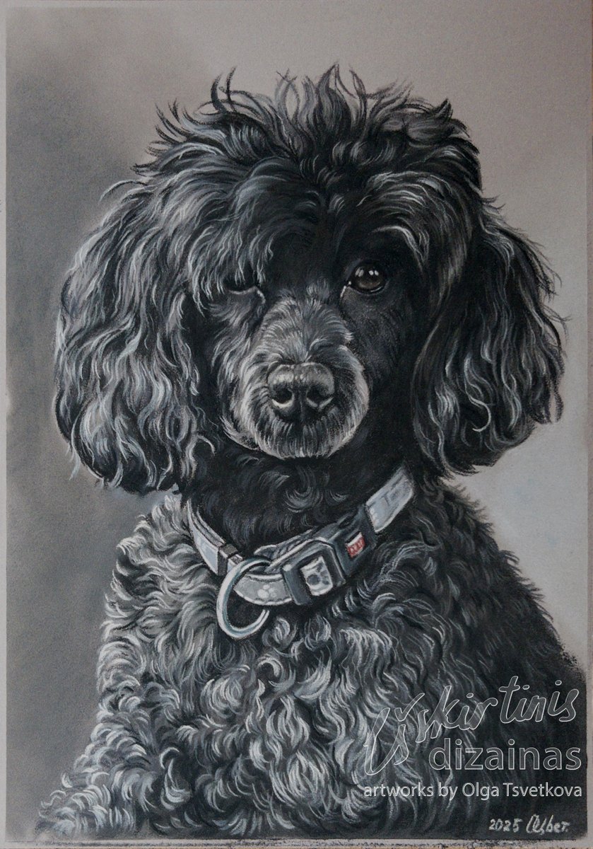 Olga54766484's tweet image. #dog #poodle Этот малыш живет в Финляндии