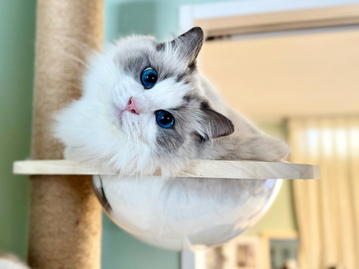 ニャ🐱✨ #1719日目