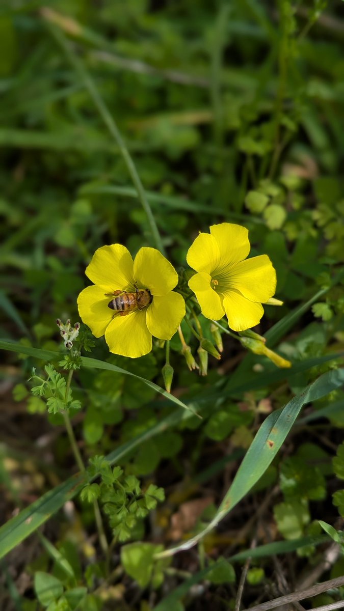 I like bees buts and I cannot lie