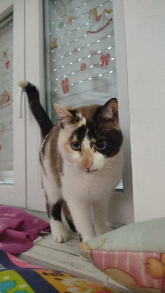 ♥️ SEGUIMOS BUSCANDO #ADOPCIÓN PARA #IRIS🥺♥️  #granada #adopcionresponsable