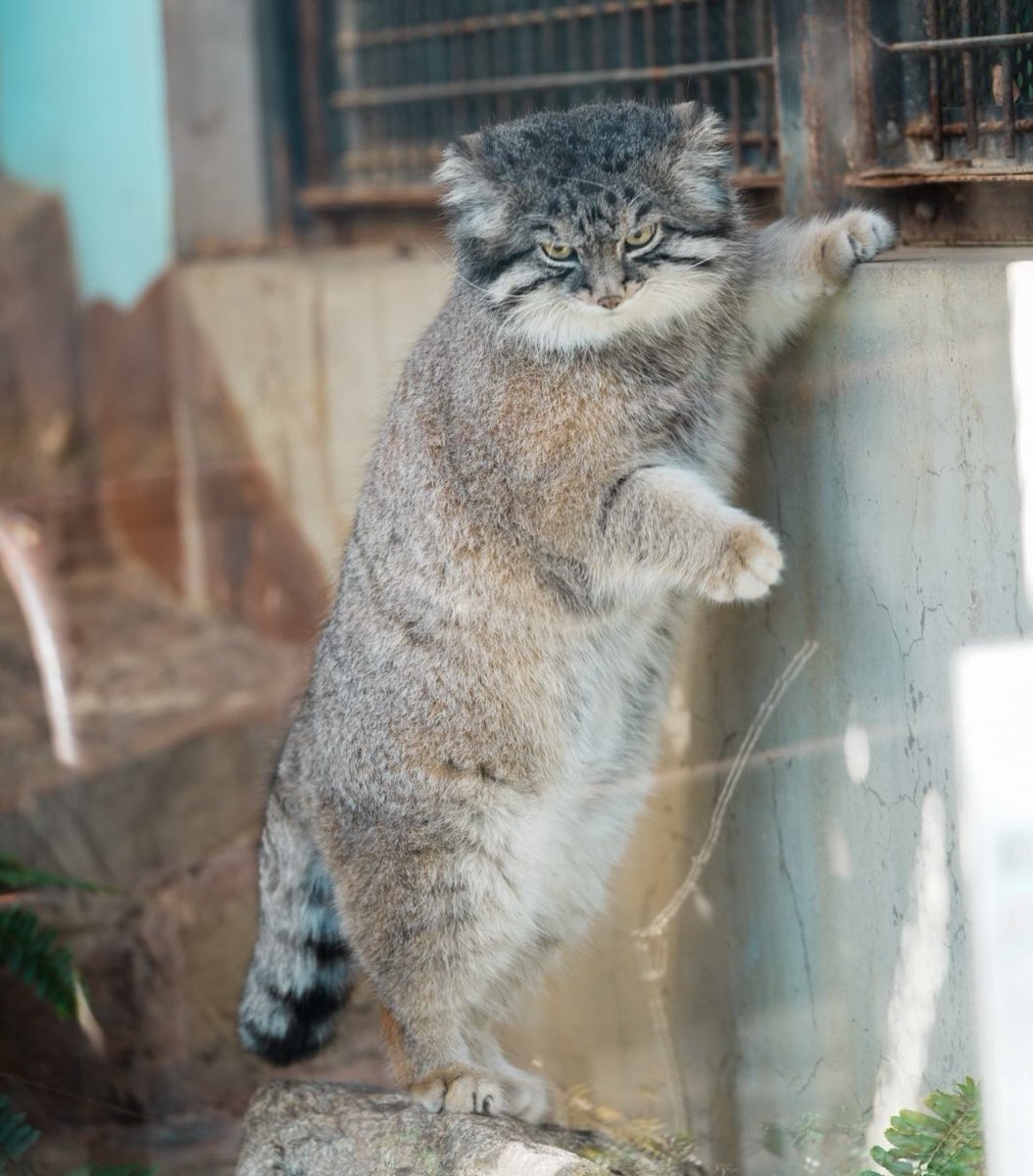 Cyuncyun611's tweet photo. 立っている。冬のイーリス。
#マヌルネコ #王子動物園 https://t.co/nnMhxKRRDY