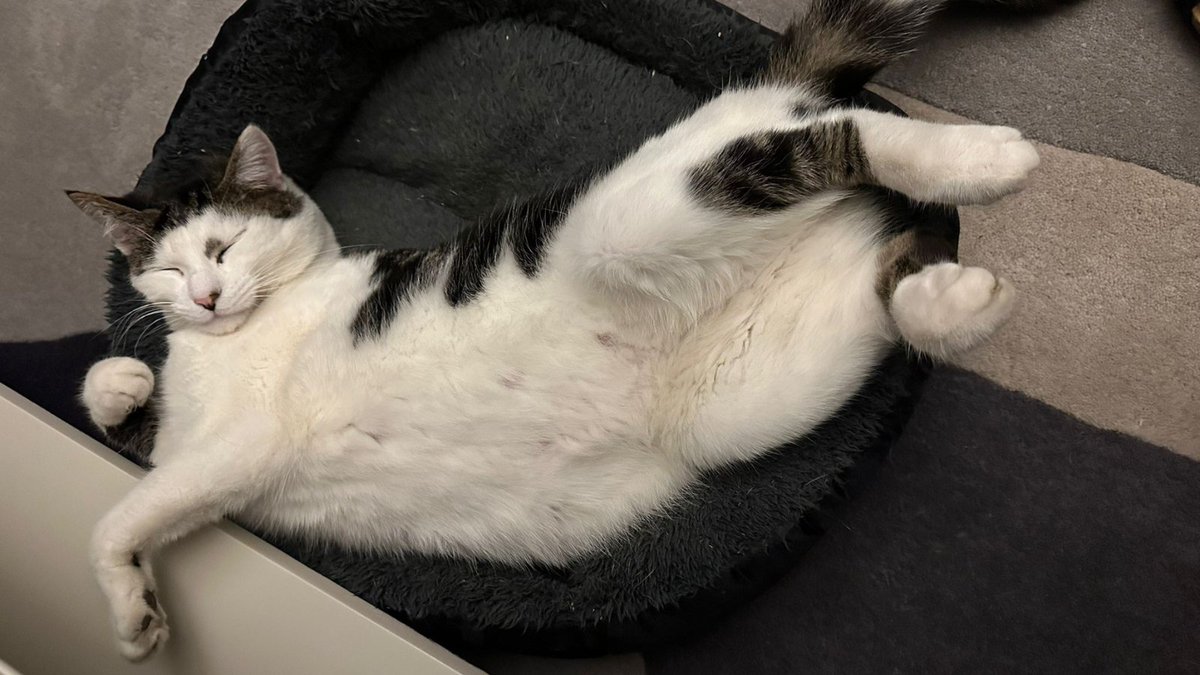 RSPCA_official's tweet image. Missed out in the #HarryStyles ticket sale? Our very own Harry is waiting for his moment🥺

Harry has been with us for 665 days now, and we would love to see him finally settle into a place he can truly call 'Harry’s House.'

Read his profile and apply: bit.ly/4qIoYnP