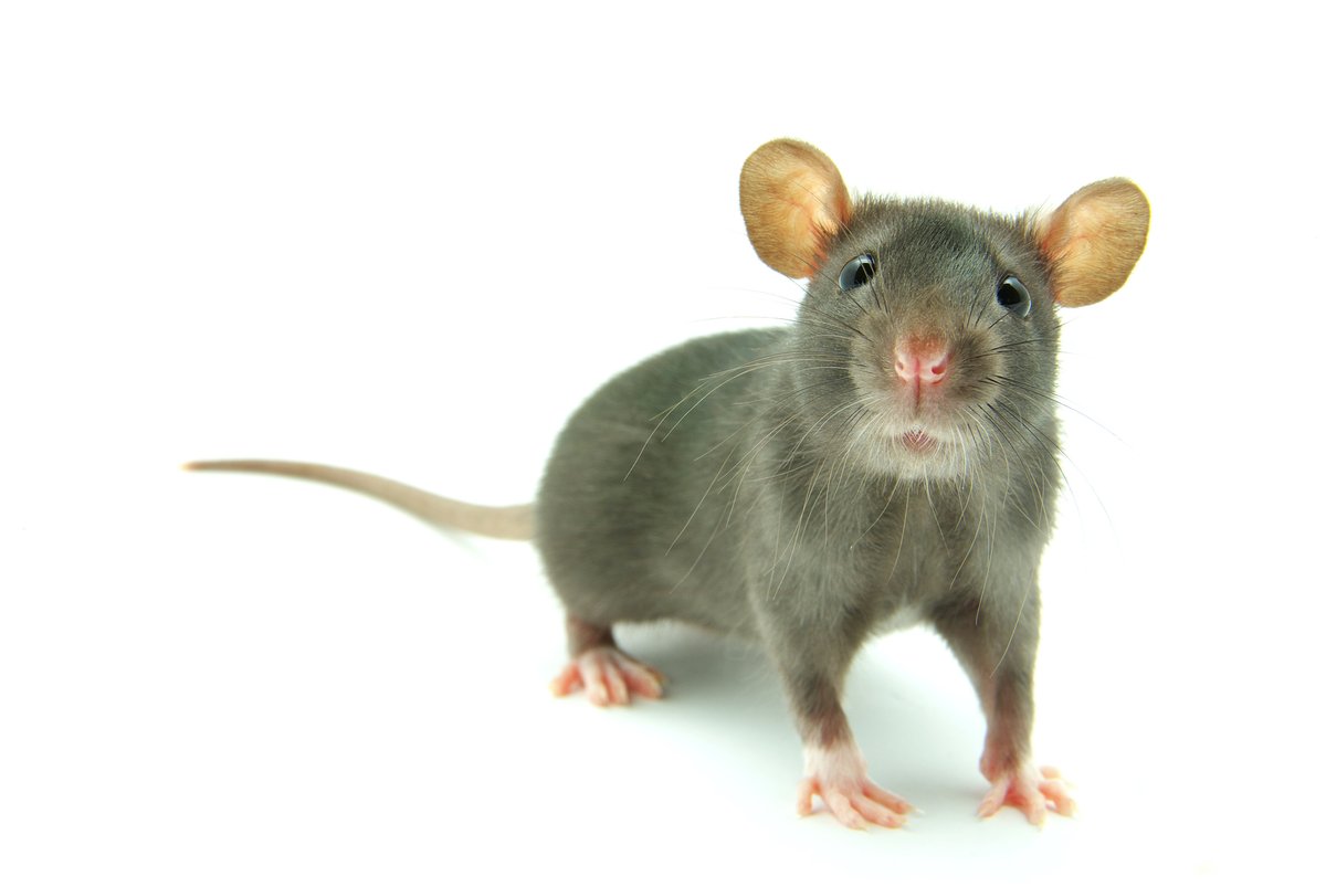 NicolaYeager's tweet photo. Nicola Yeager's Amazon Author Page.
A guaranteed rat-free zone.
https://t.co/JhUYQoXp7c
#Fun #ChickLit #RodentProblem https://t.co/44vDK01iV5