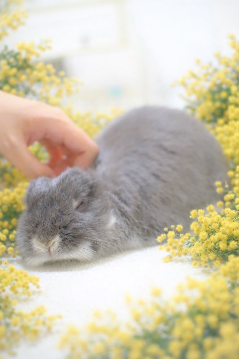 うさぎのびび tweet media