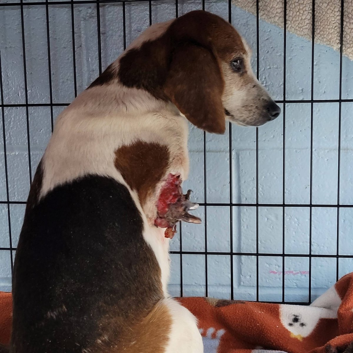 Pals!
It’s $5 Friday!
We had an emergency rescue this week.
Her name is Letty.
She’s a 15 lb beagle girl who was found like this.
She was in the shelter like this.
She needed urgent vet care.
If you’d like to help we thank you.♥️
rescuecoop.org/donate