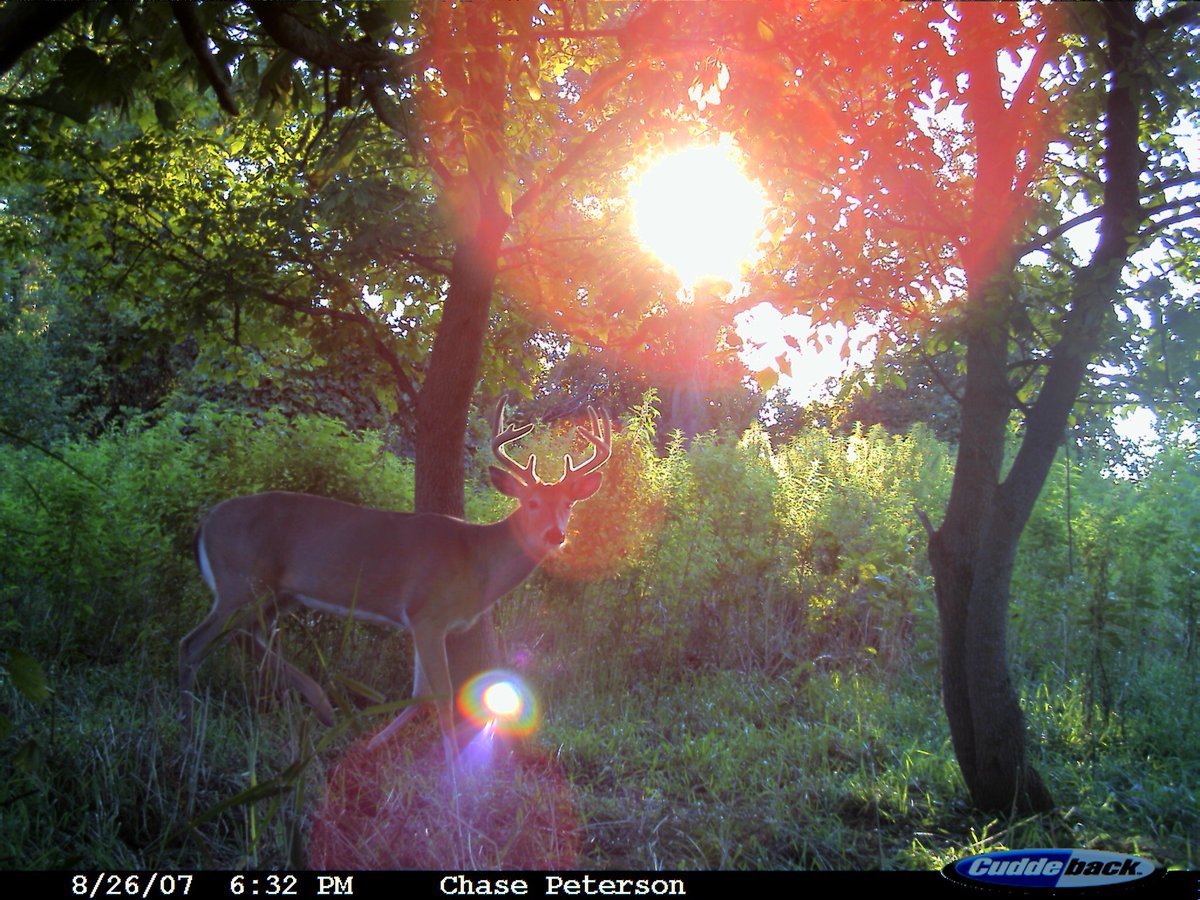 Trail_Cams's tweet photo. https://t.co/IsjarqoH8O