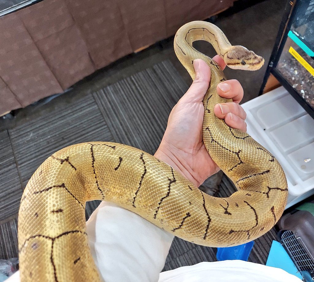 本日もご来店ありがとうございました🙇‍♂️(勇者様)笑 生き物の配置
