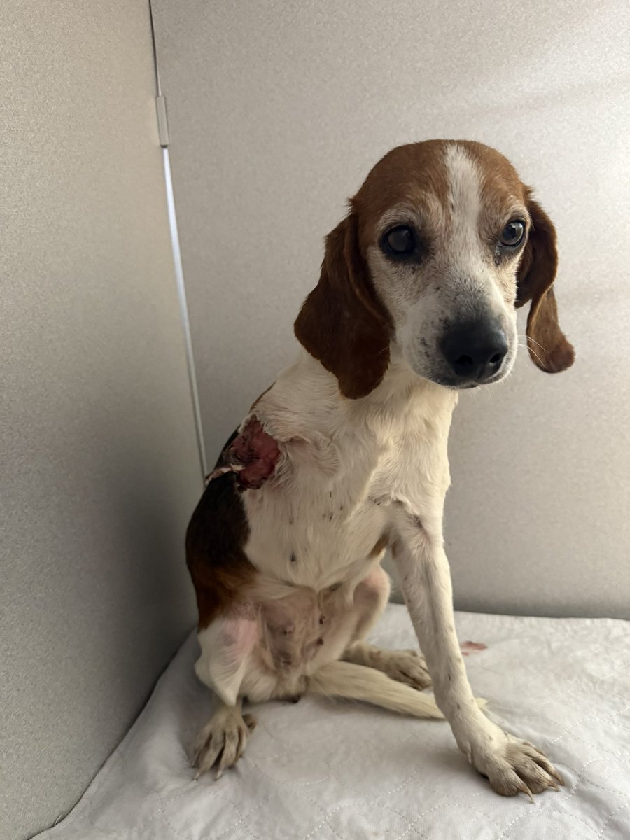 Pals!
It’s $5 Friday!
We had an emergency rescue this week.
Her name is Letty.
She’s a 15 lb beagle girl who was found like this.
We know it’s very hard to see.
She needed urgent vet care.
If you’d like to help we thank you.♥️
rescuecoop.org/donate