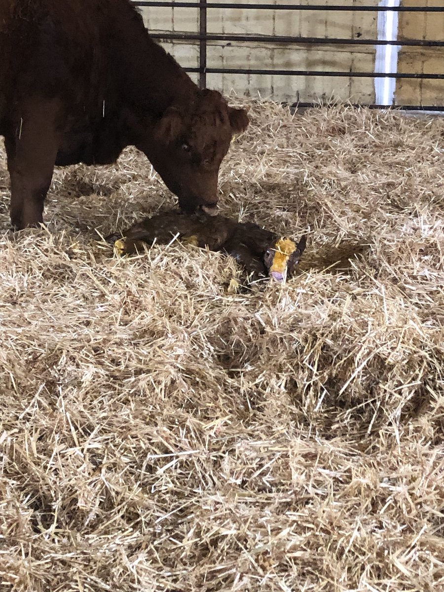 Our first heifer from CCCO Hitch 19M - the bull that went to KD’s Simmentals last spring for $32,000. Nice blaze stamped on her. Cow is a Tycoon daughter from a Gunner dam. Will be neat watching this one grow
It’s cool using some of your own bulls through AI
#Simmental #Calving26