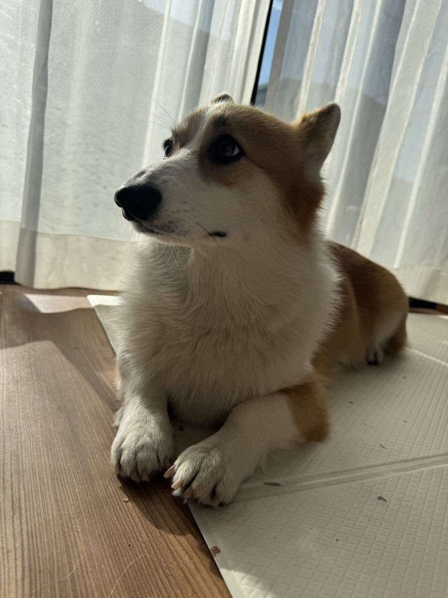 お久しぶり犬。
しばらくポストできていませんでしたがマックスは元気です。