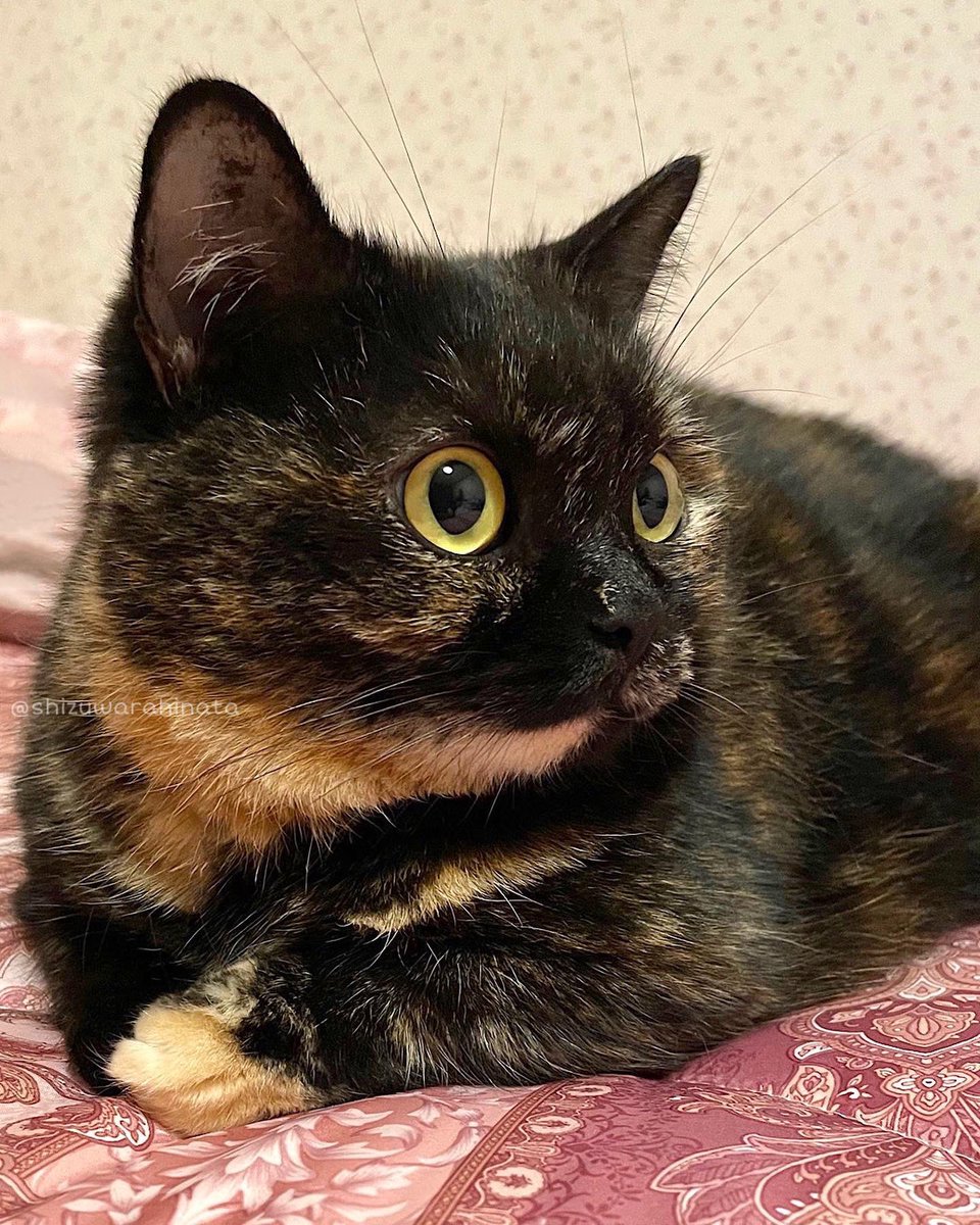 shizuwarahinata's tweet photo. おててむぎゅむぎゅしてて可愛い https://t.co/RkTC3nkGct