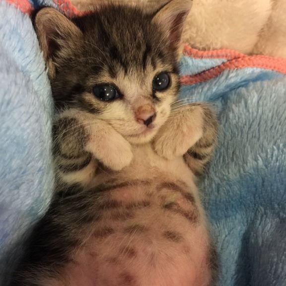 こねこ図鑑 (@kitten_zukan) on Twitter photo 