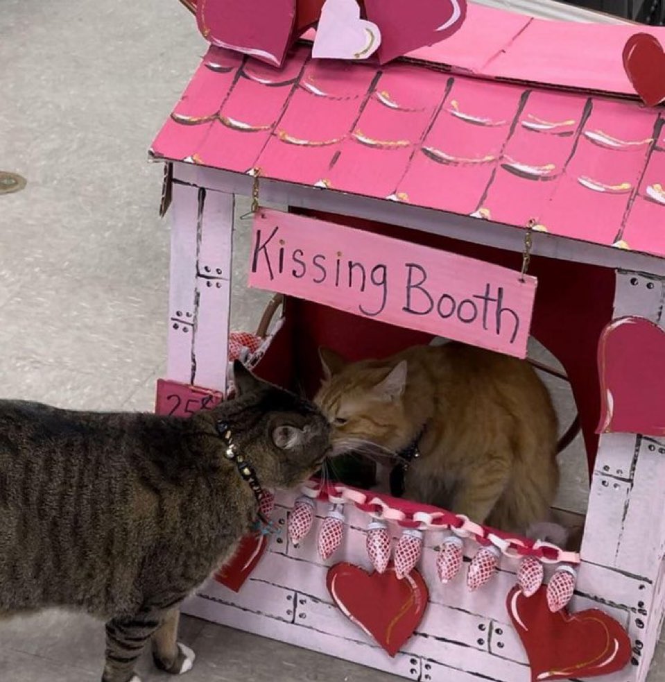 Out Of Context Animals tweet media