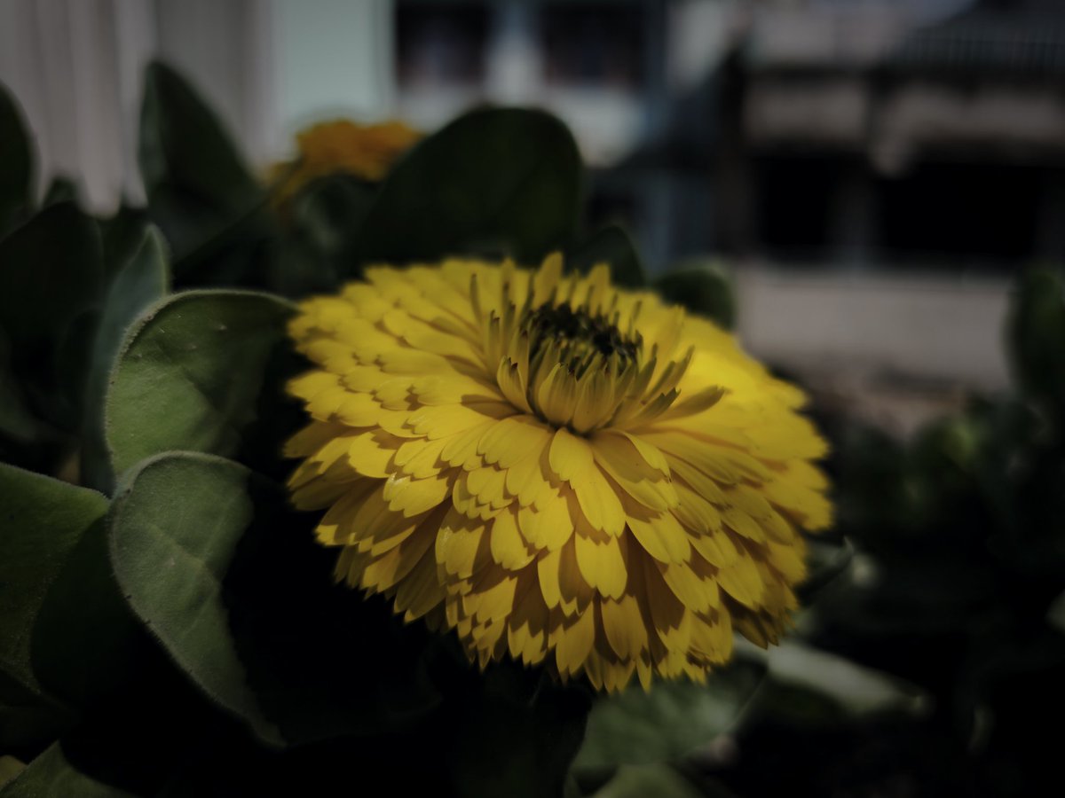SachinAcharya's tweet photo. Let's see some 🌸 for #FlowersOnFriday #FloralFriday Friday!
Blooming quietly,shining brightly💫
#flowerphotography #GardeningX #Nature #macro #StormHour #ThePhotoHour #EarthCurated #theglobalphotocommunity #VSCO #PerfectPixels #AmateurPhotographer #withGalaxy #ShotOnSnapdragon https://t.co/8CAQKFEj3M