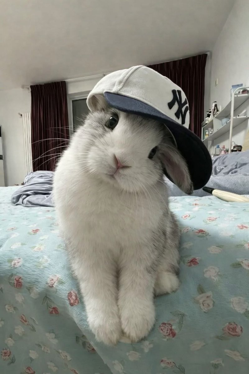 Why you should have a rabbit (@shouldhaverabit) on Twitter photo 