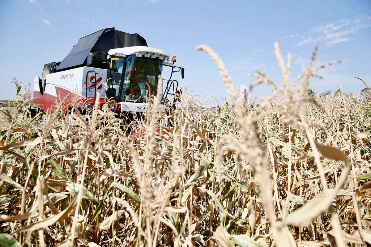 grain_on_X's tweet photo. 🌾 #Rosstat: #Krasnodar remained🥇producer of #grain and #pulses in Russia in 2025, despite unfavorable weather conditions, with ~11.6 MMT #harvest, which is, however, 14.3% lower than in 2024. #Stavropol ranked🥈with 10.5 MMT, up 27.2% from py. #Rostov is🥉 with 8.89 MMT, down 22.3% from 2024.

https://t.co/5xtZ4TC2cG