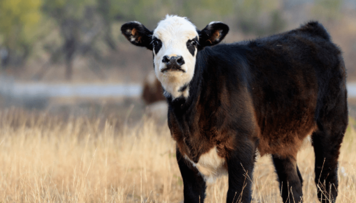 InfoCarneColon's tweet photo. 🐄 Abomasitis en bovinos: una amenaza silenciosa en la cría⚠️Es una de las principales causas de mortalidad en terneros y sigue siendo subdiagnosticada e impacta directo en la eficiencia productiva
#SanidadAnimal #CríaBovina #Ganadería #Terneros https://t.co/e7bhrLeE0N