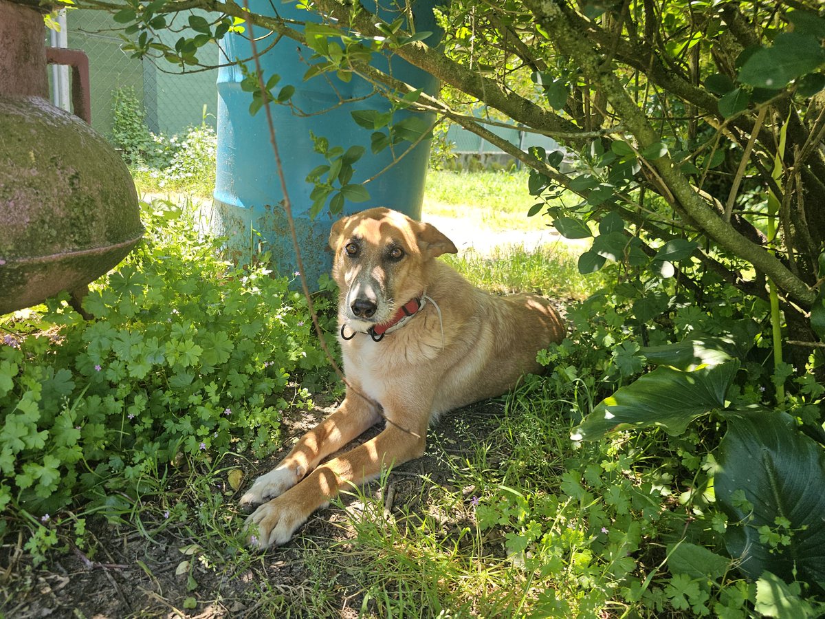 Robin sigue buscando familia.
Y aunque cueste creerlo, en todos estos años nadie ha preguntado por él. Nadie.
Mientras otros se iban, mientras llegaban y se marchaban historias a su alrededor, Robin se quedó. Siempre esperando.

Esperando que alguien se fijara en su mirada